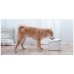 Xiaomi Fontana za kućne ljubimce - Smart Pet Fountain